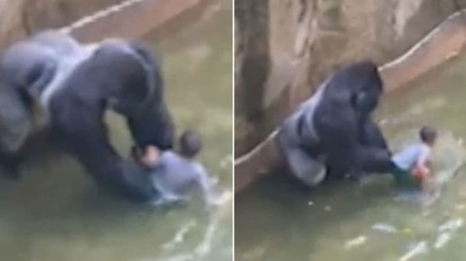 Harambe: ve vodě s chlapcem